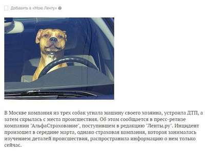 В Москве три пса угнали машину своего хозяина