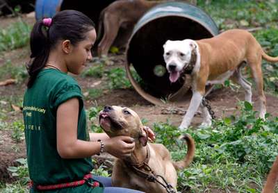 Защитники животных спасли 300 собак из собачьего концлагеря