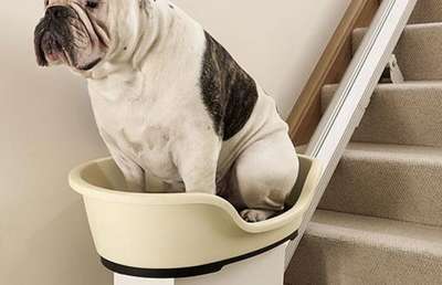 Толстых псов научат подниматься по лестницам в механической корзине