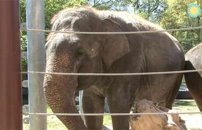 Слониха научилась играть на губной гармошке и дает концерты в зоопарке