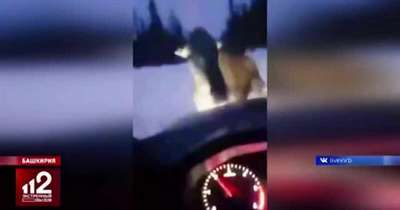 В России агрессивный лось разбил полицейскую машину