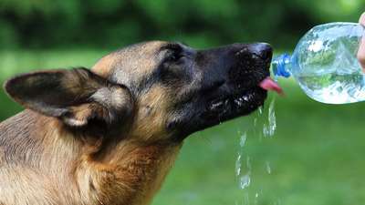 Как поить собаку водой