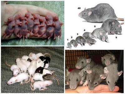 Размножение крыс в домашних условиях