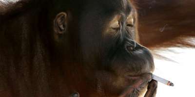 Орангутан из индонезийского зоопарка бросает курить