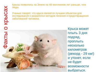 Диетическое питание крысы и мыши