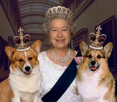 Умерла собака королевы Великобритании