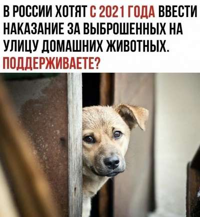 В Грузии запретили выбрасывать на улицу домашних животных