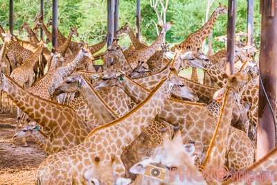 Cмepть жирафов, или Нужны ли России сафари-парки