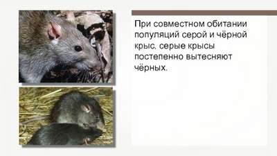 Виды крыс (серая, черная, малая, белая): описание и фото