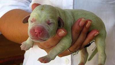 В Британии родился необычный щенок зеленого цвета