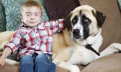 Трехногий и бесхвостый пес помог мальчику-инвалиду избавиться от фобий