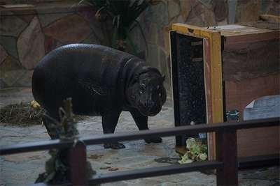 Первые в РФ карликовые бегемоты поселятся в Екатеринбургском зоопарке