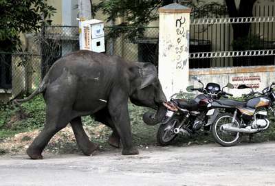 Во Вьетнаме стадо слонов затоптало полицейского