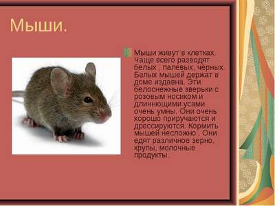 Мыши (домашняя, белая): описание видов и фото