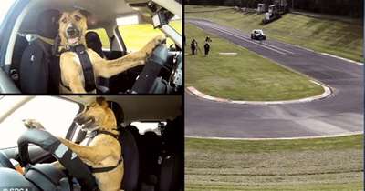 Защитники животных научили собак водить машины