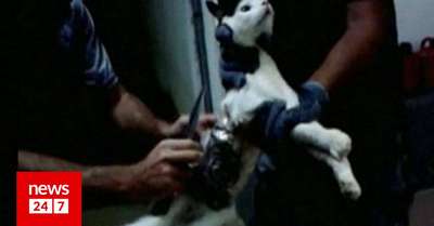 В бразильской тюрьме задержан кот с мобильником и сверлами