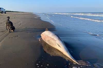 Мертвые дельфины и другие морские животные вновь обнаружены на побережье в Перу