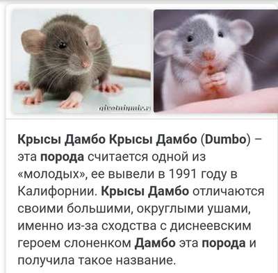 Декоративные крысы и мыши: советы по покупке и содержанию