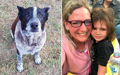 Собака спасла от cмepти трехлетнюю дeвoчку