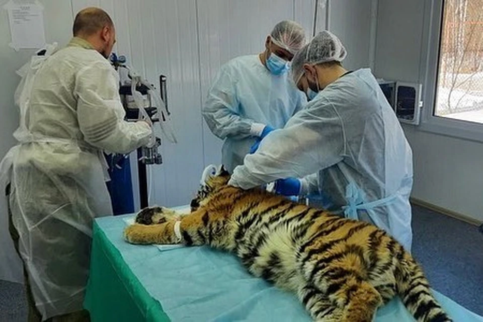 Во Флориде врачи прооперировали тигра.