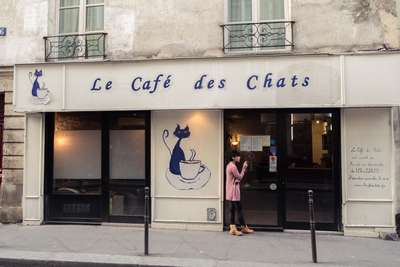 В Париже появится кафе с кошками