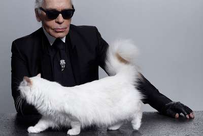 Животные страсти: дизайнер Карл Лагерфельд хочет жениться на кошке