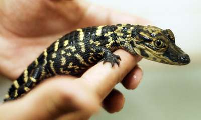 Похитители забрали 20 рептилий из зоопарка Сиднея за семь минут