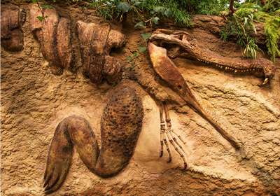 Найдено самое древнее животное на Земле