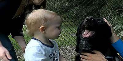 В США собака спасла ребенка от издевательств няни