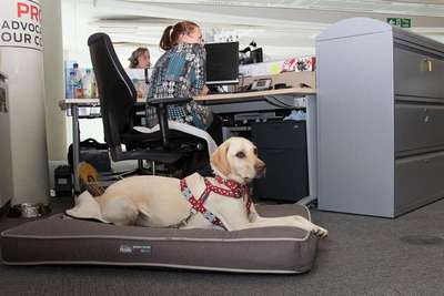 Домашние животные полезны в офисе