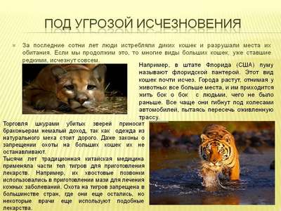 В Казахстане дикие животные оказались под угрозой исчезновения