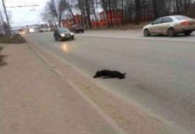 Собака охраняла тело своего мертвого друга на дороге