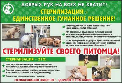 Ветеринары Челябинска объявляют охоту на бродячих собак и кошек