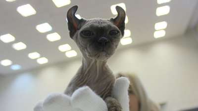 Выставка кошек в Ижевске: какие животные самые редкие и красивые?