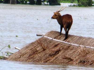 На Алтае дикие животные стали попадать под колеса, спасаясь от наводнения