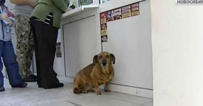 Собака целый год ждет в больнице умершего хозяина