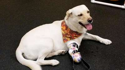 В США собака-инвалид бегает благодаря напечатанным на 3D-принтере ногам