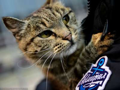 Кошка-воришка может стать символом Владивостока