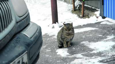 Воронежская кошка проехала 500 километров под капотом автомобиля