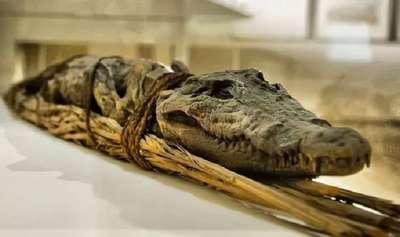 Британские ученые признали треть египетских мумий животных подделками