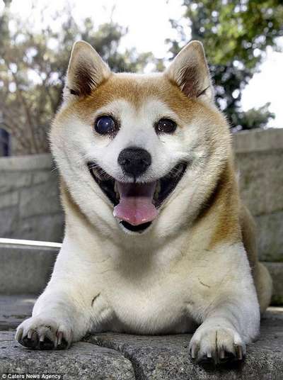 Корица - самая счастливая собака в Нью-Йорке