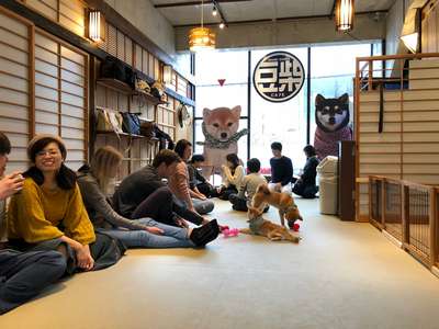 В Токио запустили сервис по прокату собак