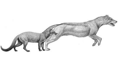 Первые дикие собаки произошли от мангуста