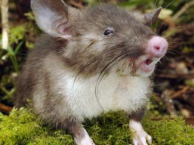 Обнаружен новый вид крыс с носом свиньи