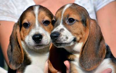 В США родились первые в мире щенки "из пробирки"