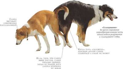 У собак нашли двойное происхождение