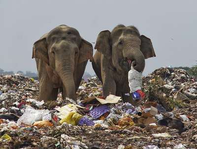Индийские слоны начали питаться пластиковым мусором