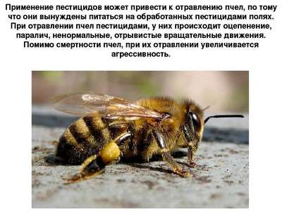 Пестициды негативно сказываются на жужжании пчел