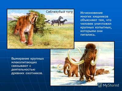 Биологи заявили, что крупных млекопитающих древности истребили люди