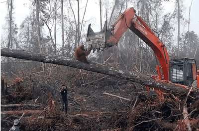 Обезьяна пыталась спасти лес от вырубки, нападая на бульдозер